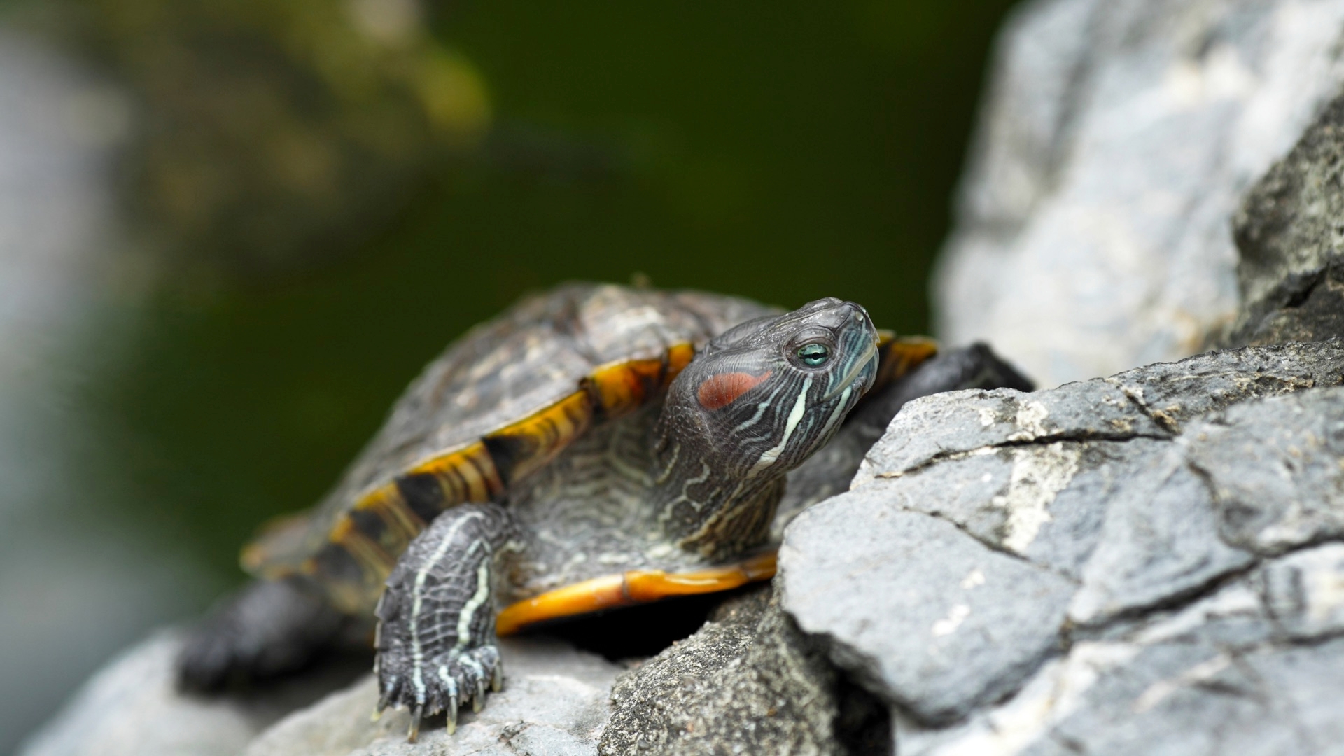 Pet Turtles, Cute But Commonly Contaminated With Salmonella
