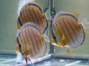 Natural and Cultivated Discus Fish Types