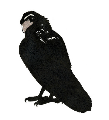 A stern-faced crow looking over its shoulder.