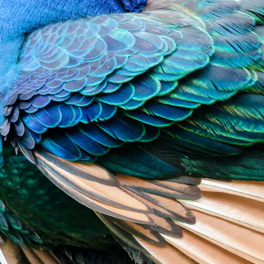 Peacock 1