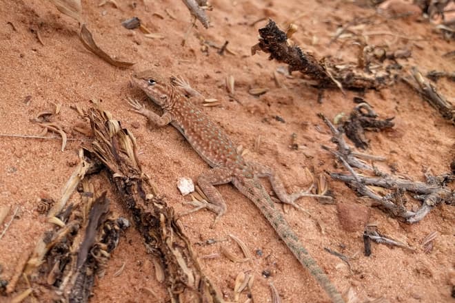 A lizard suns itself in the desert sand. Its coloring closely matches the red sand, except for a stipe of turquoise spots down its back and tail.