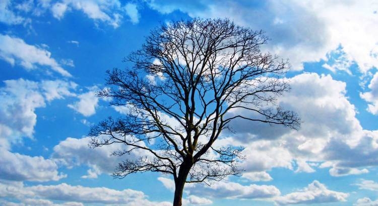 Tree image representing git branches Silhouette of a tree against a blue sky