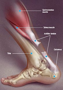 "Plantar