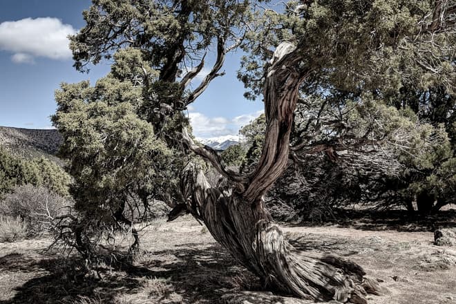 A gnarled, Y-shaped juniper. Through split in the 'Y', distant snow-covered peaks can be seen.
