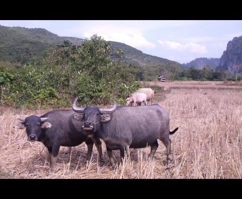 Laos Animals 13