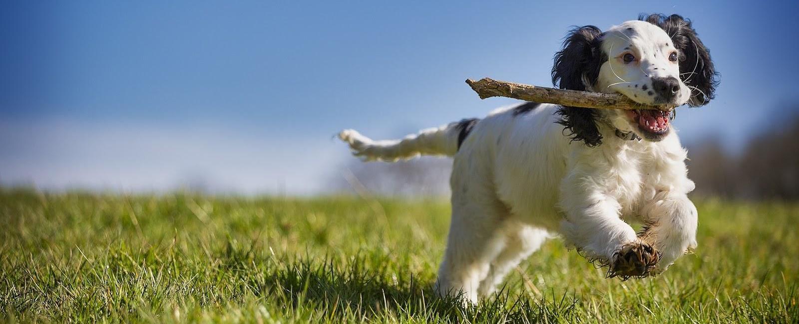Your Dog Stopped Doing Tricks? The Essential Tips for Getting Your Pup Back on Track