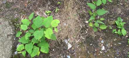 Untangling the Truth about Japanese Knotweed