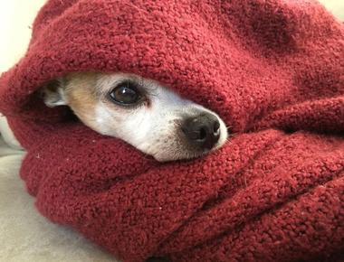 How to Tell If Your Dog Is Too Cold