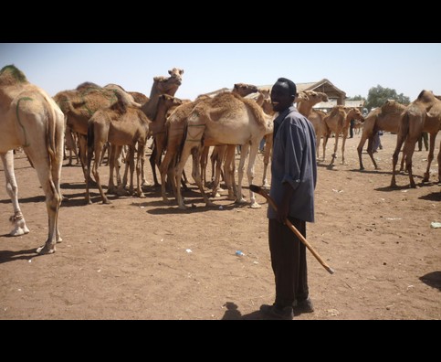 Somalia Camel Market 6