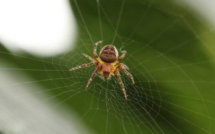 Spider Spider