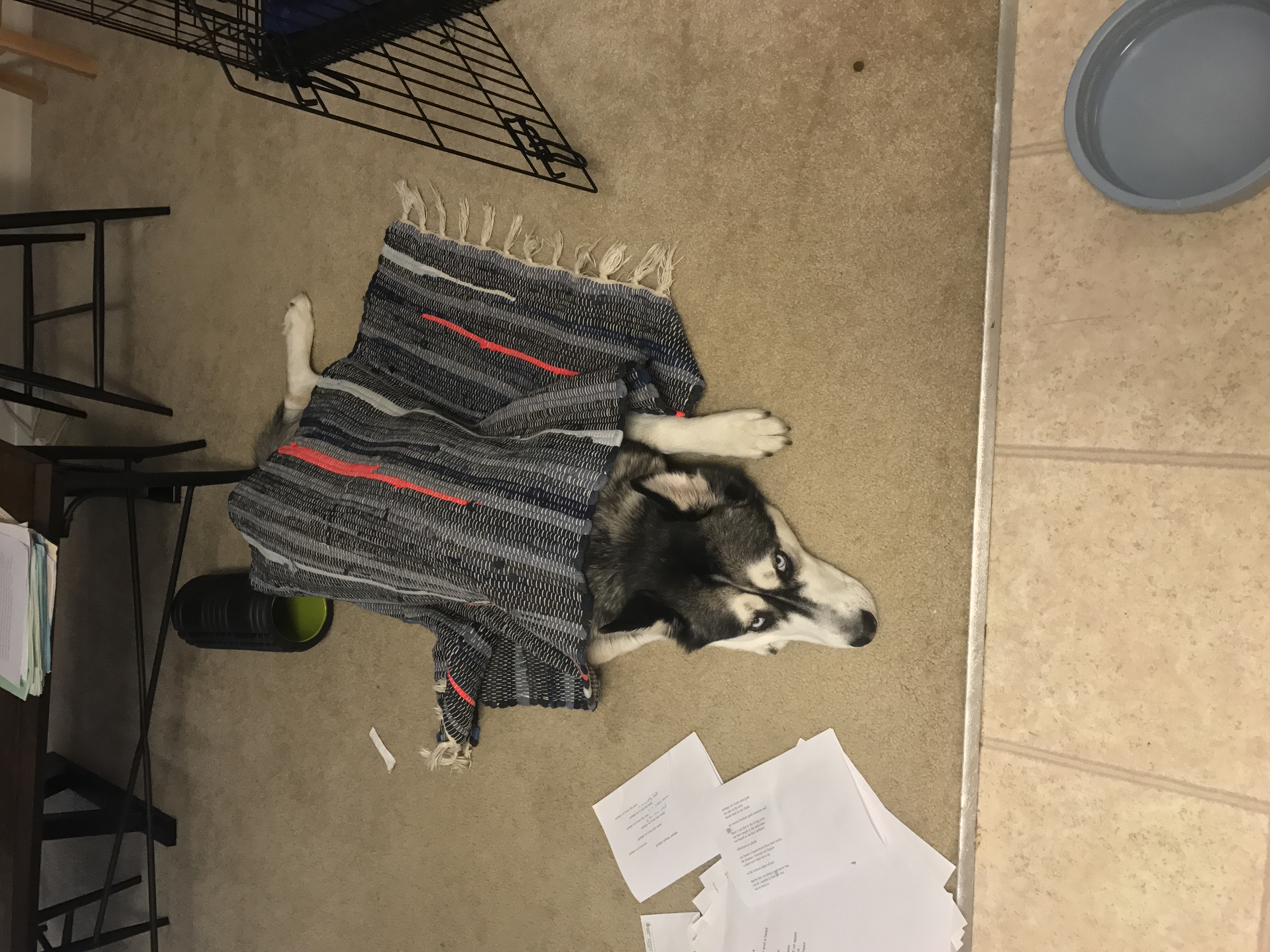 A black and white husky under a quilted rug next to a pile of dishelved papers in the living room.