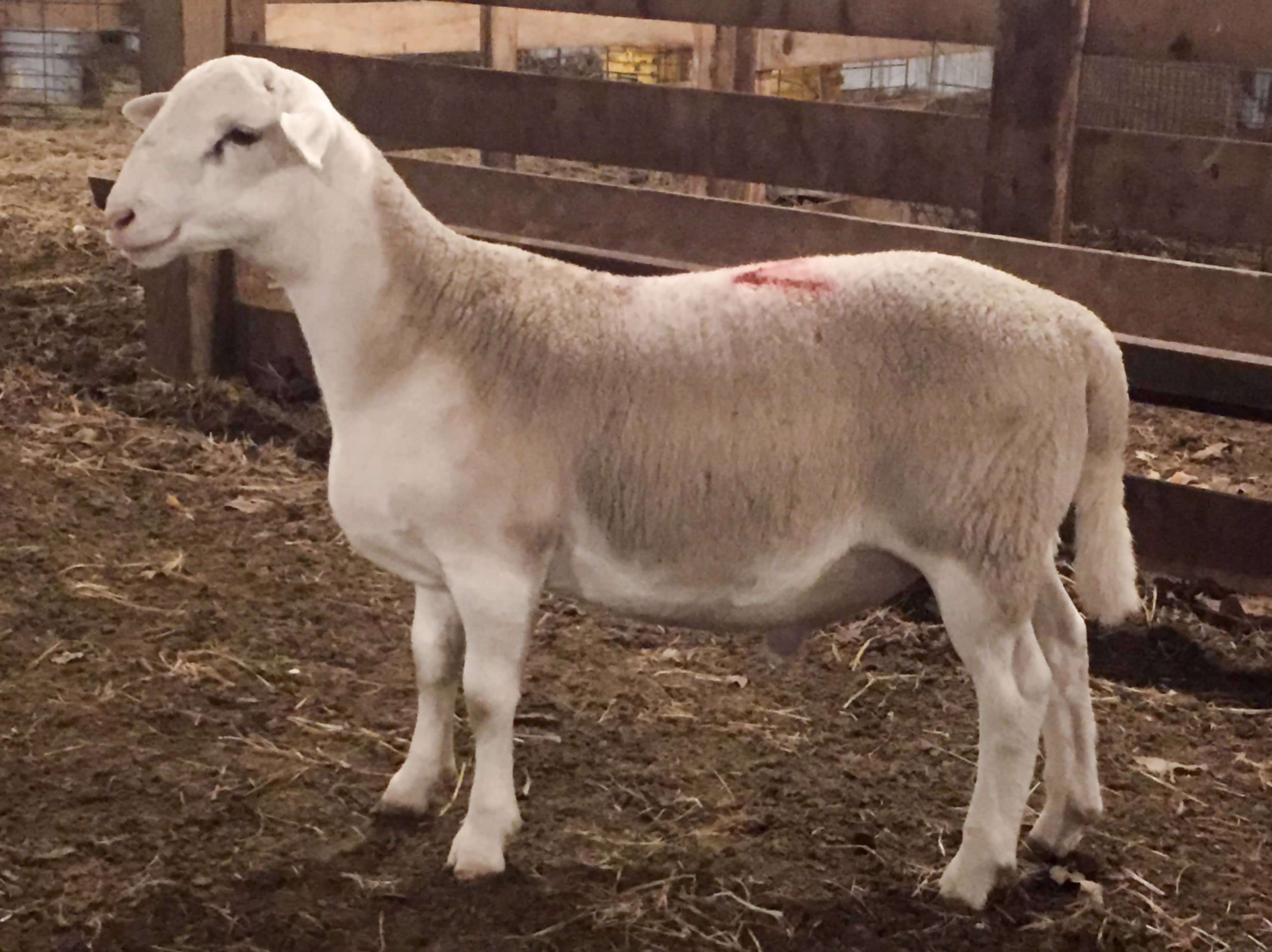 White Dorper Ram lamb