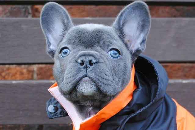 What is a blue French bulldog and How to care for them ...