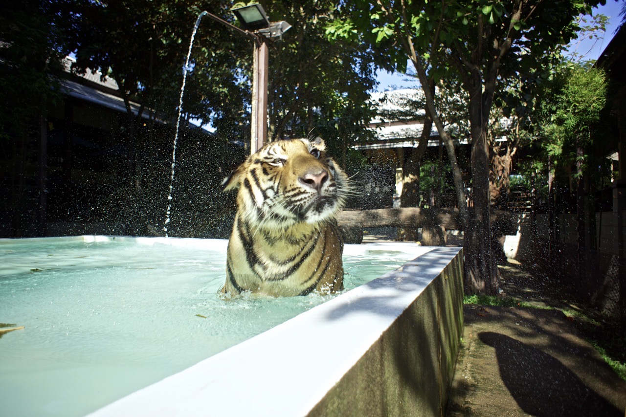 Tiger shaking water