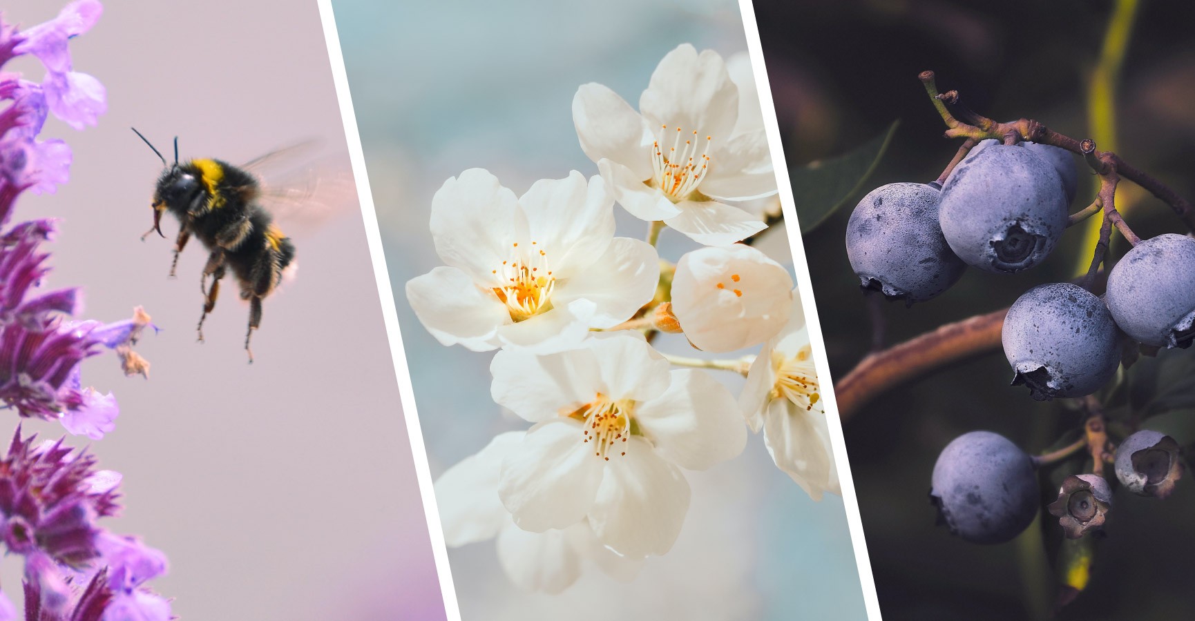 Images of a bumblebee, apple blossoms and organic blueberries
