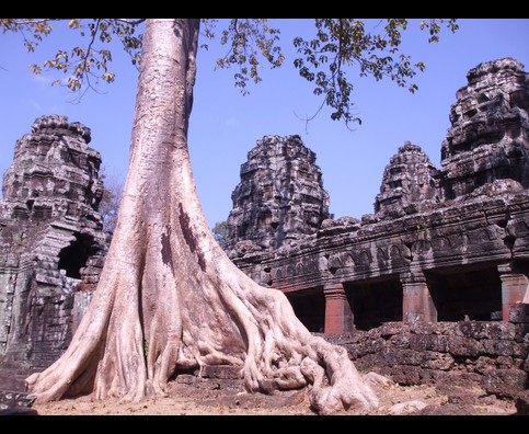Cambodia Ta Prohm 8