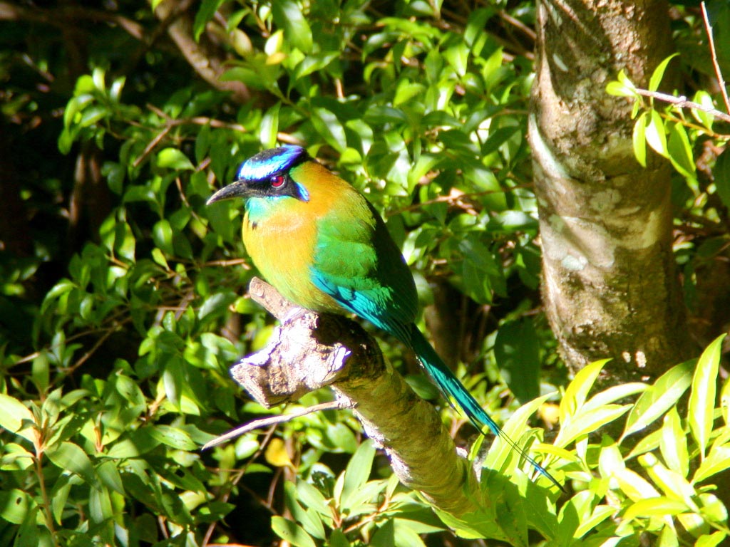 bird watching tours monteverde