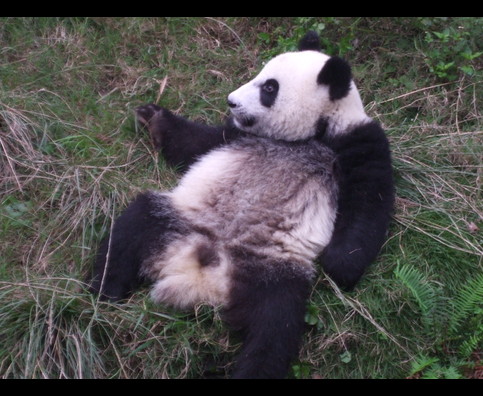 China Pandas 31
