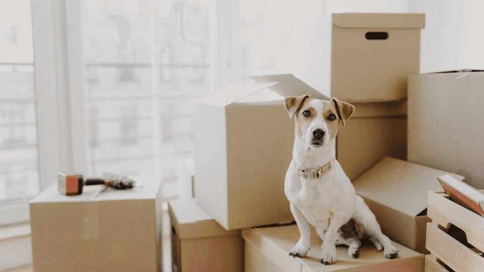 Landlord's guide to pet management in rental properties