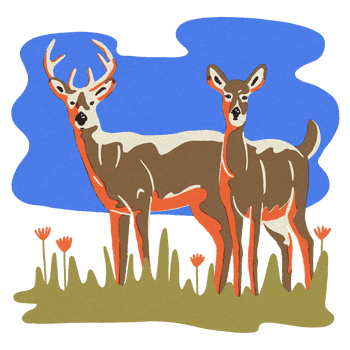 BESIDE_15animals_2021whitetail.png