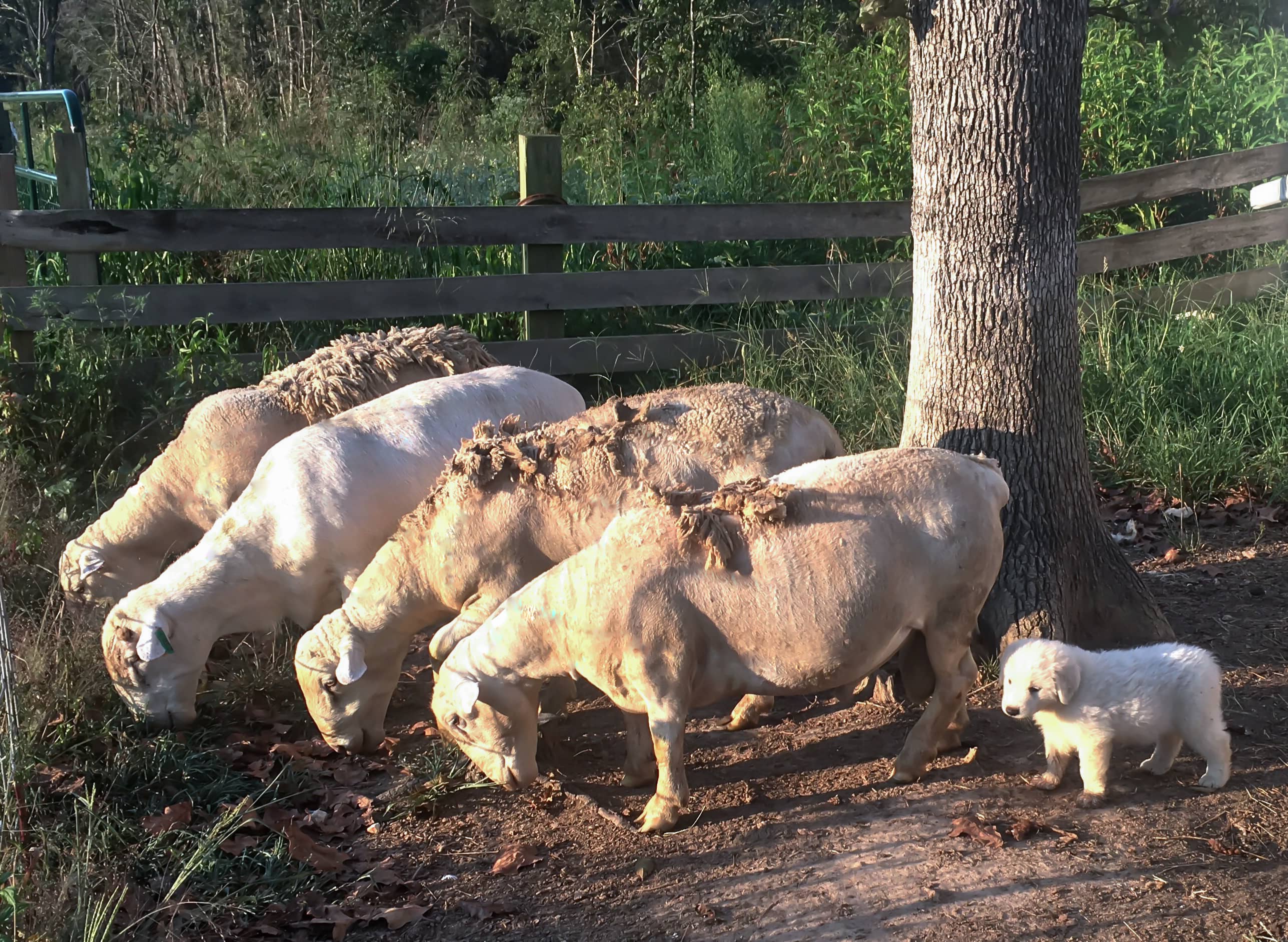 White Dorper Rams raised in northeast arkansas 