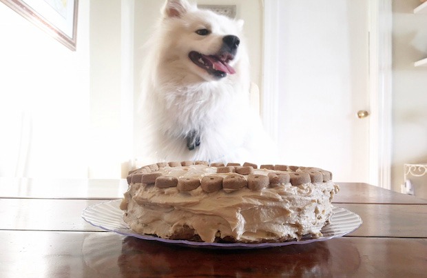 How to Bake a DIY Doggie Cake | PawCulture