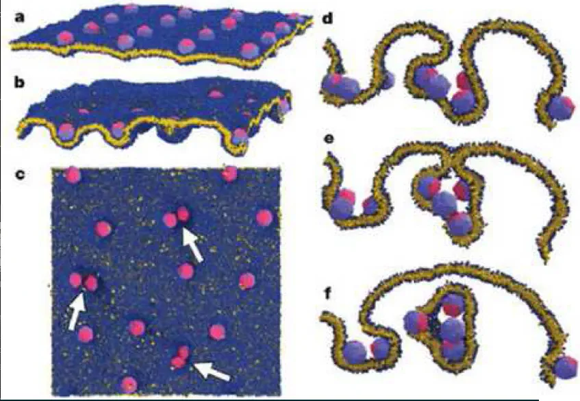 Computer simulation of spontaneous membrane vascularization