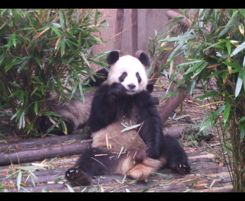 China Pandas 12