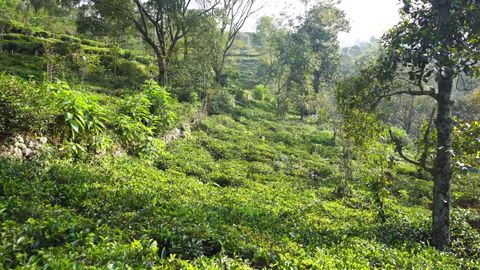 View of the plot being flat