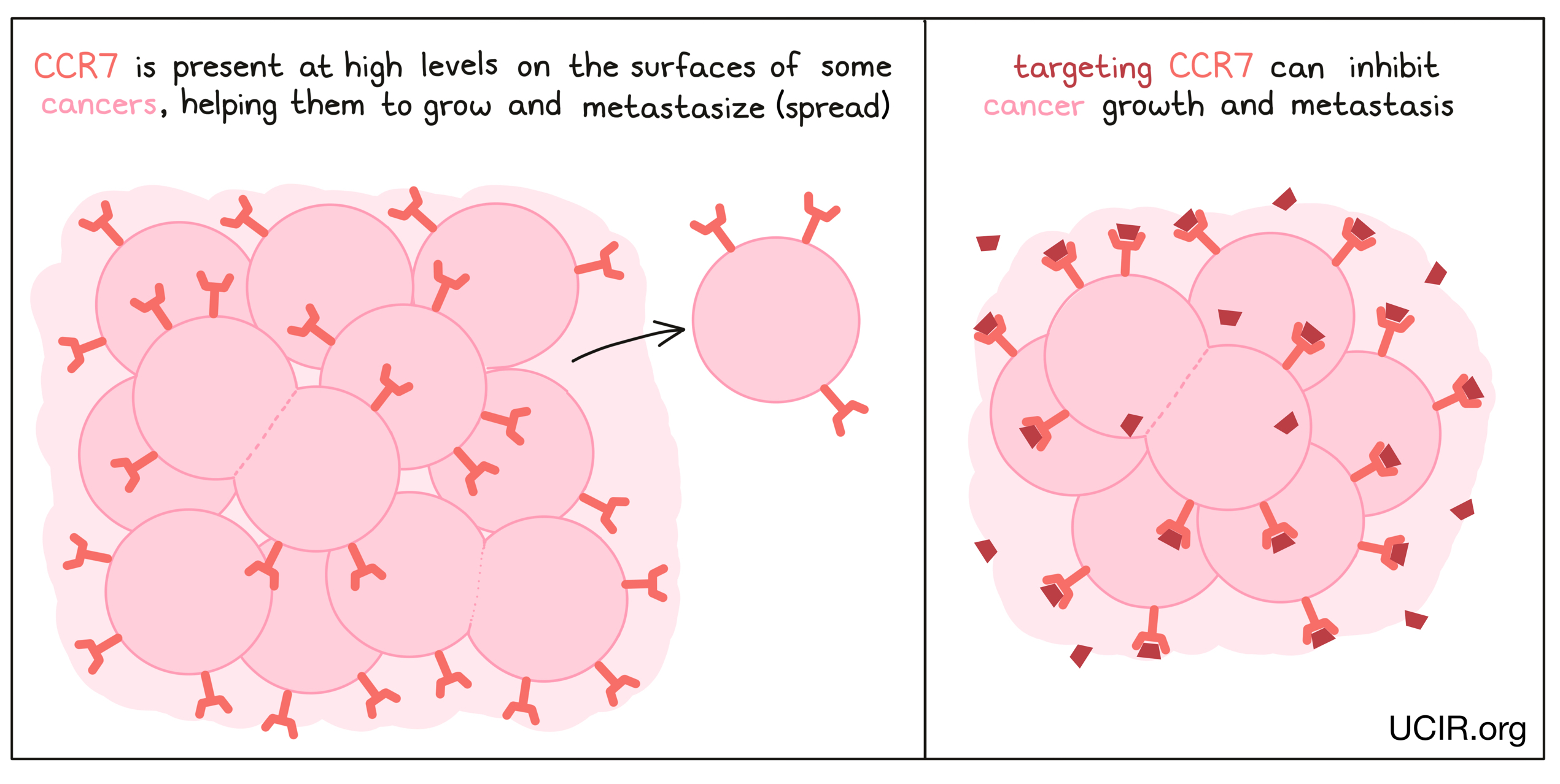 Illustration showing what targeting CCR7 does