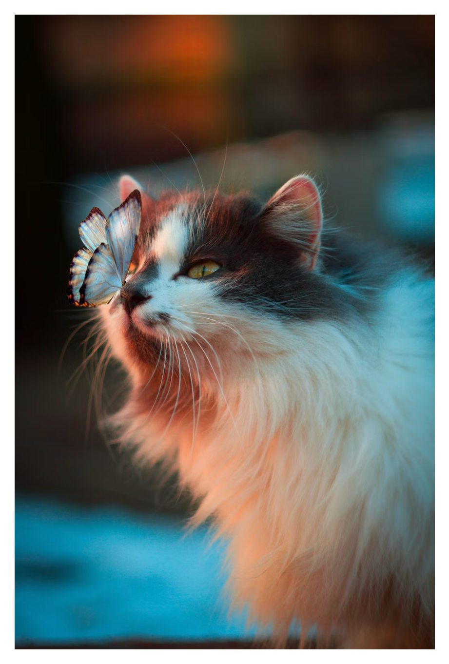 image of a butterfly landing on the nose of a cat