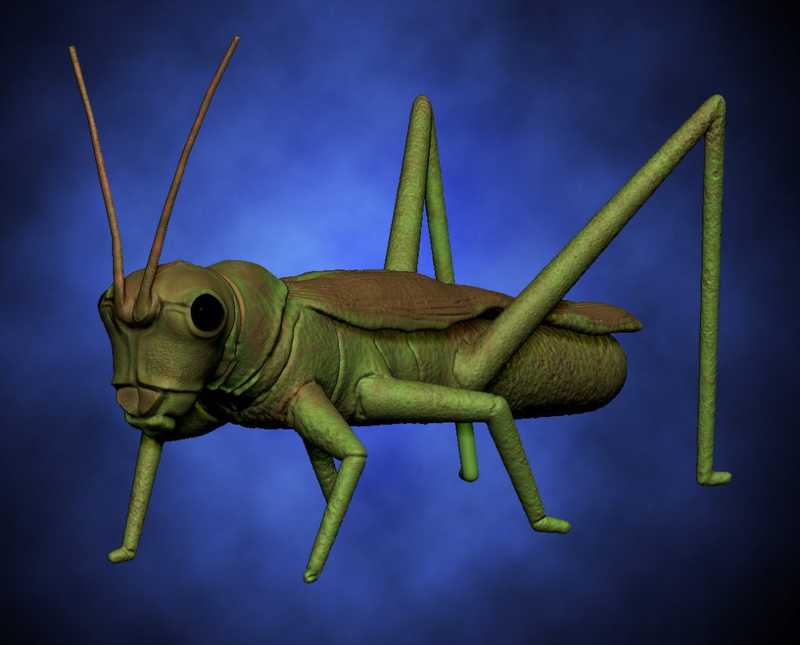 45 minute daily speed sculpt of a grasshopper