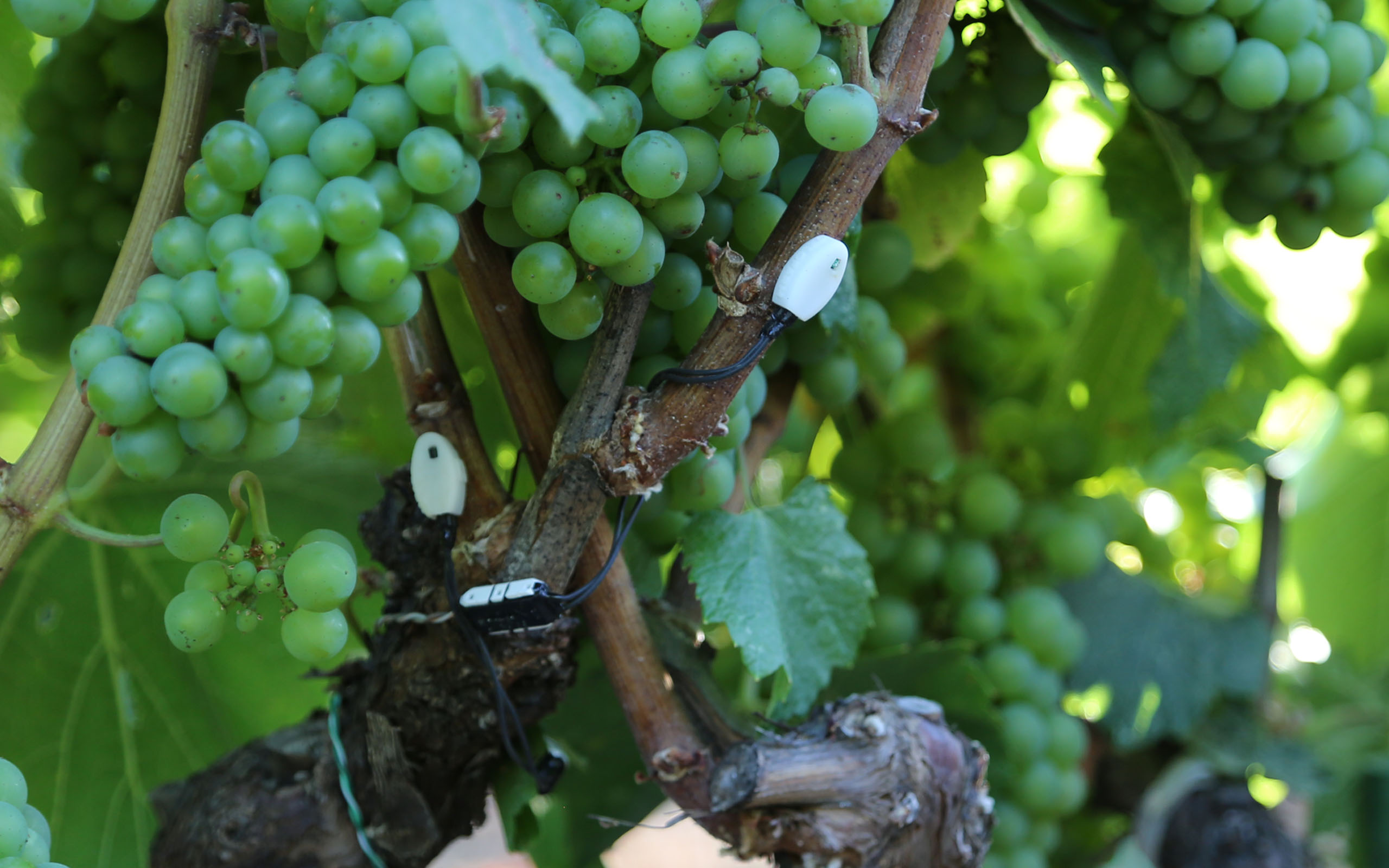Sap flow probes installed in a grape vine stem