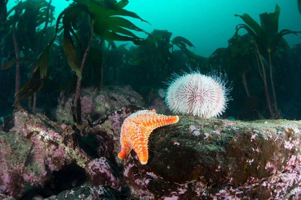 An edible sea urchin <em>(Echinus esculentus)</em> and cushion star <em>(Porania pulvillus)</em> on a rocky outcrop within the kelp forest