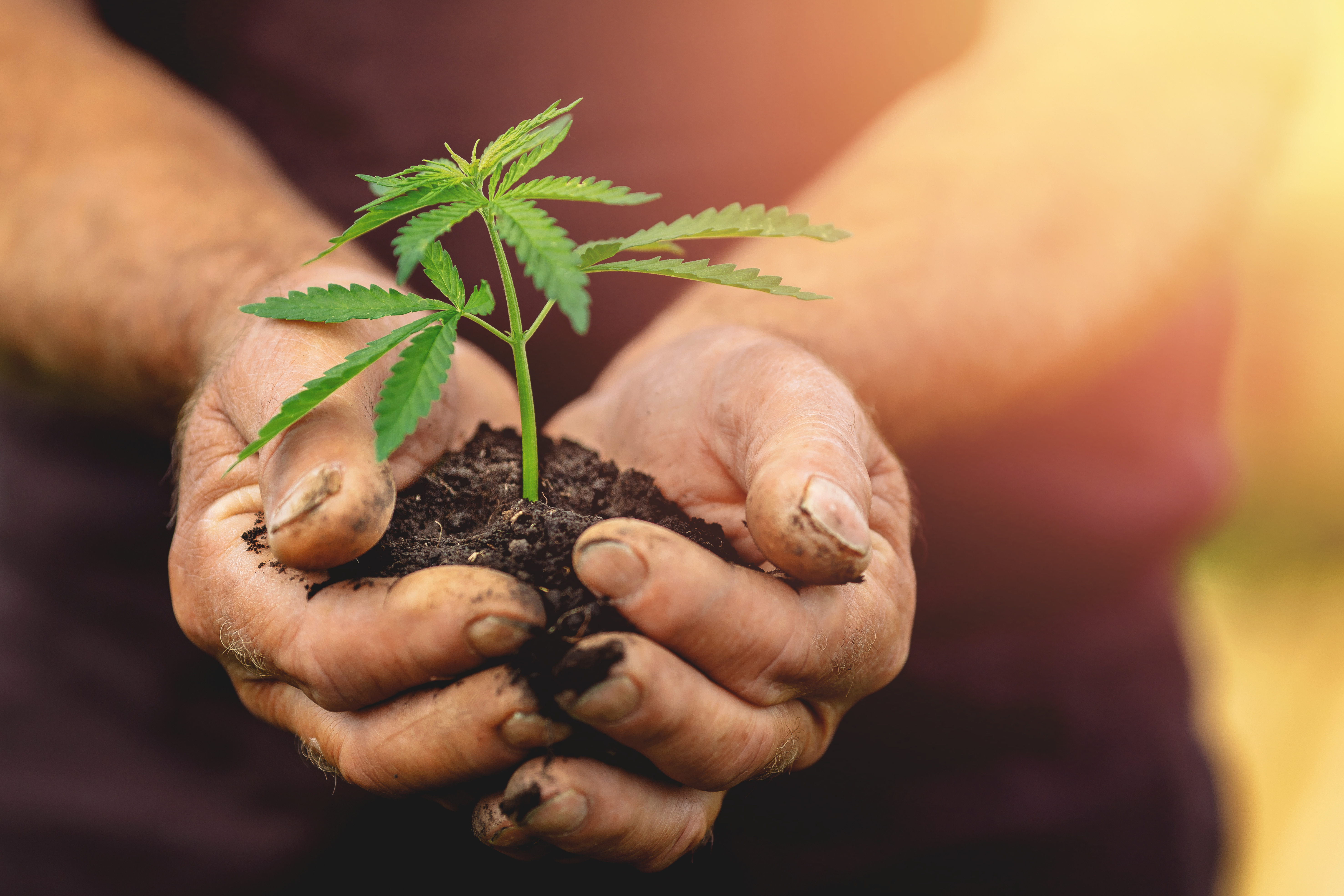 Transplanting Cannabis Transplanting Cannabis