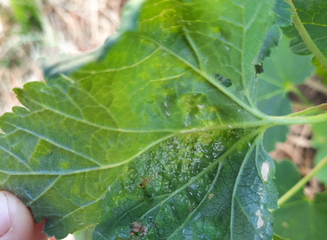 Mottled leaves underside with aphids