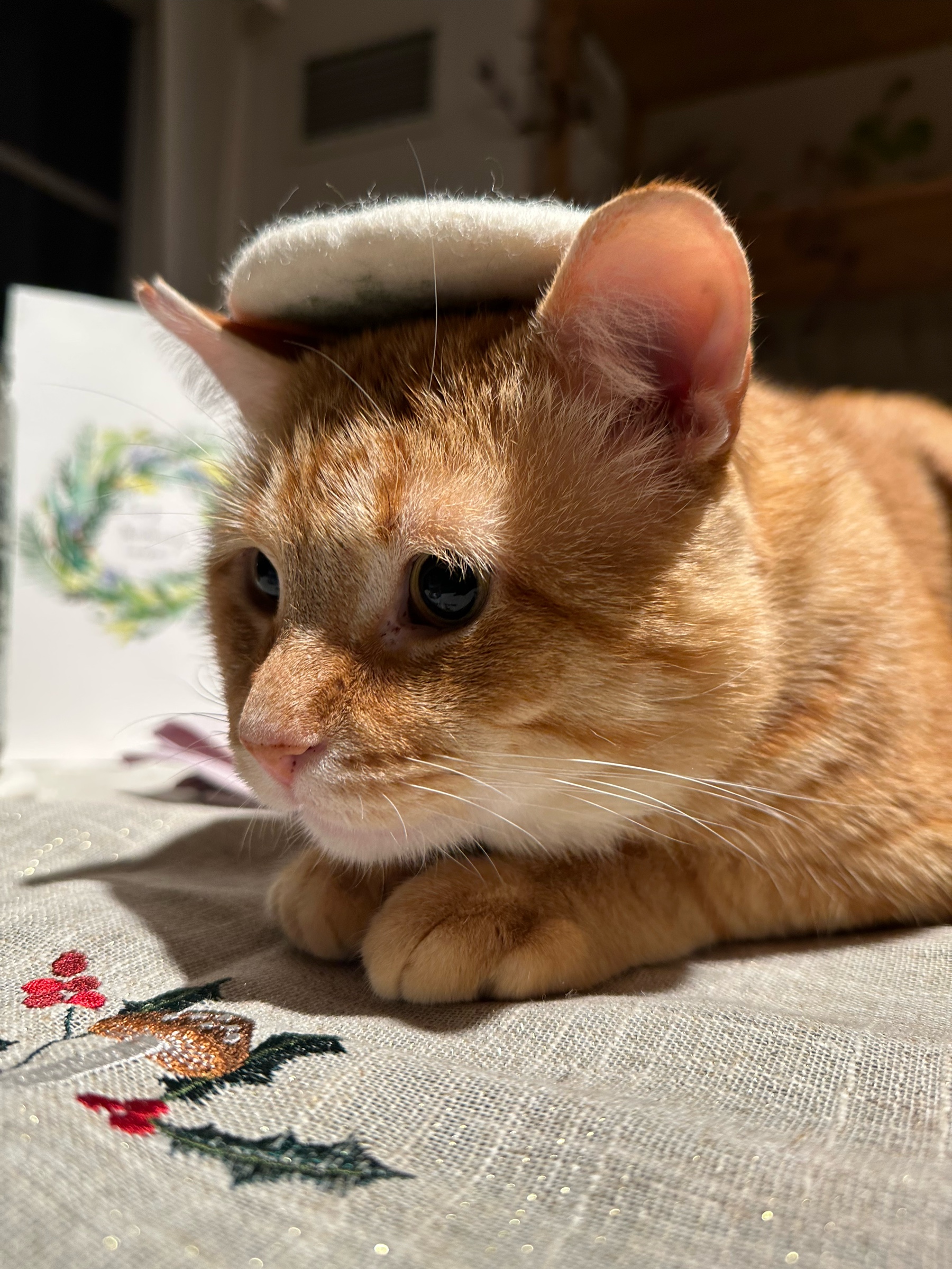 Cat with a felt coaster on his head, crouched down, staring out of the frame.