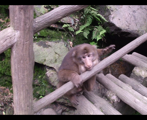 China Monkeys 12
