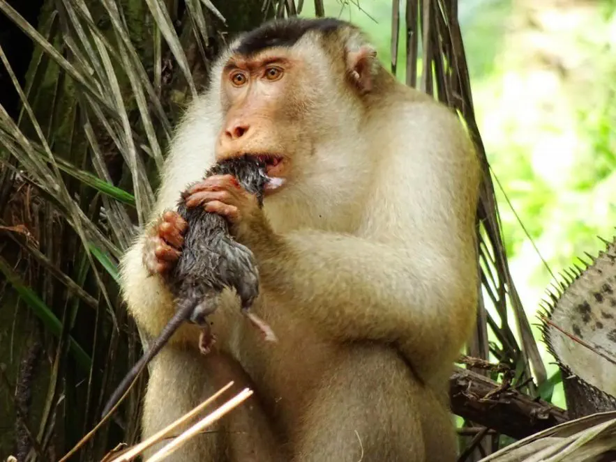 Ape eating a rat