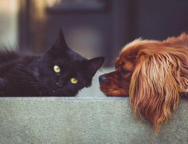 Your Dog Acts Like a Cat? Here's Why