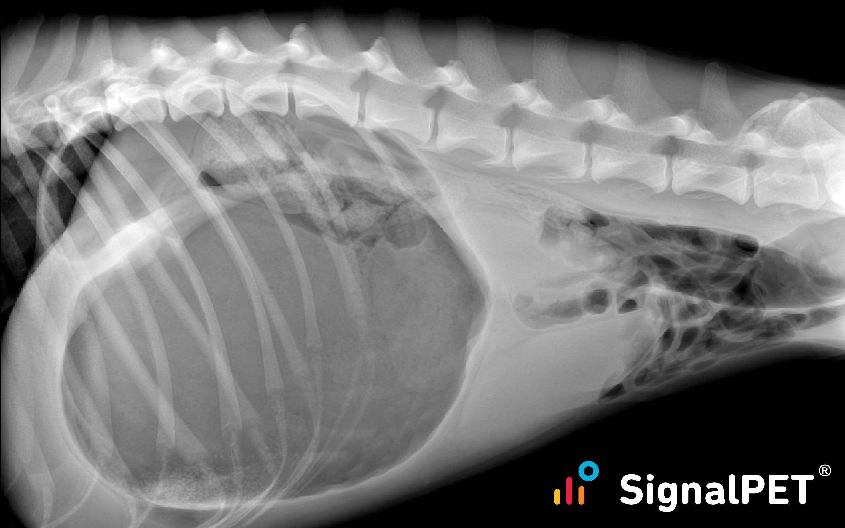 Gastric Dilatation-Volvulus in a Golden Retriever caught by SignalPET