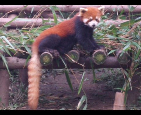 China Red Pandas 20