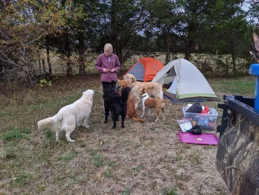 A campsite with campers and dogs