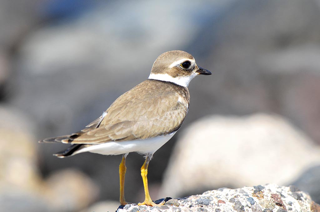 Why does a Kentish Plover Parent Desert its Family? Pitara Kids Network
