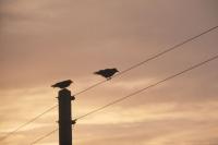 Hooded Crows on the power lines