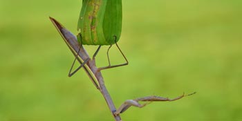 grasshopper on branch