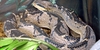 Serpiente Matabuey