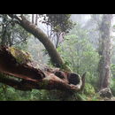 Elsv Rainforest 9