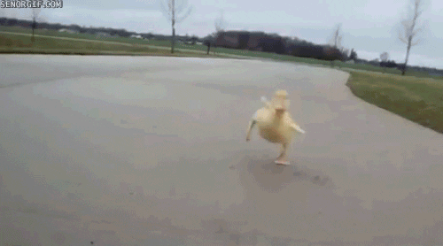 duck giphy