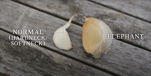 Compare regular garlic versus elephant garlic